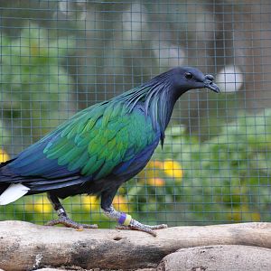Nicobar pigeon/ Caloenas nicobarica