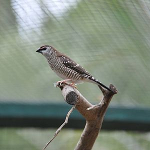 Plum-headed finch/ Aidemosyne modesta