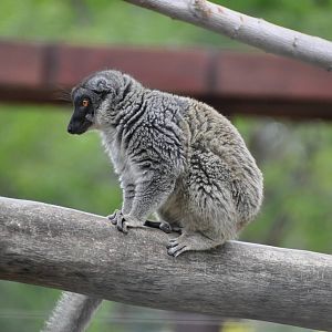 Brown lemur/ Eulemur fulvus