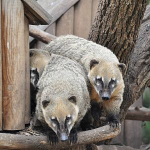 Brown-nosed coati/ Nasua nasua