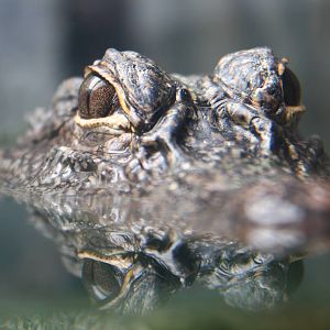Rivers of the World - Yangtze River