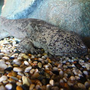 Rivers of the World - Yangtze River