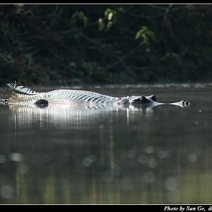 gharial