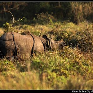 Indian rhinoceros