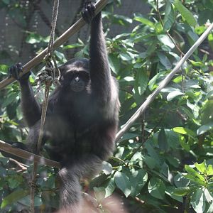 Silivery Gibbon