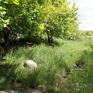 Givskud Zoo - Mongoose exhibit