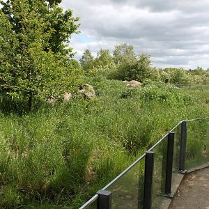 Givskud Zoo - Mongoose exhibit