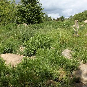 Givskud Zoo - Mongoose exhibit