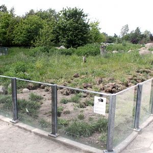 Givskud Zoo - Mongoose exhibit