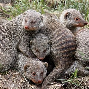 Givskud Zoo - Mongoose exhibit