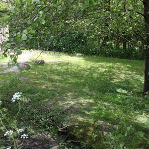 Givskud Zoo - Pygmy hippo exhibit