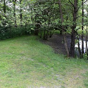 Givskud Zoo - Pygmy hippo exhibit