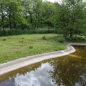 Givskud Zoo - Pygmy hippo exhibit