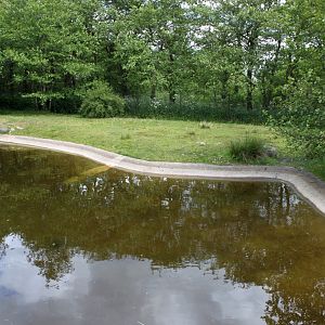 Givskud Zoo - Pygmy hippo exhibit