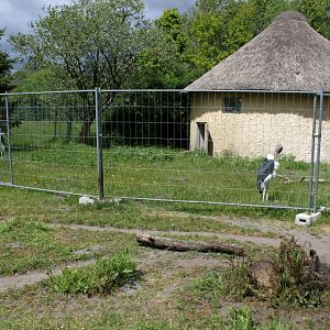 Givskud Zoo - Pygmy hippo exhibit