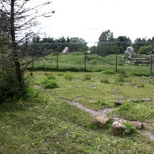 Givskud Zoo - Pygmy hippo exhibit