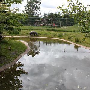 Givskud Zoo - Pygmy hippo exhibit