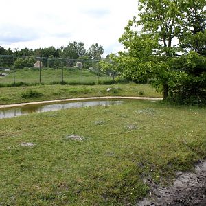Givskud Zoo - Pygmy hippo exhibit