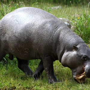 Givskud Zoo - Pygmy hippopotamus