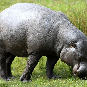 Givskud Zoo - Pygmy hippopotamus