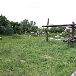 Givskud Zoo - Barbary macaque exhibit