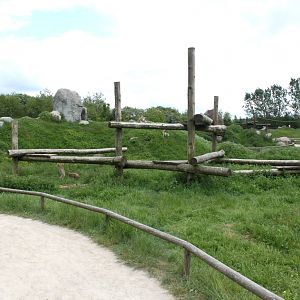 Givskud Zoo - Barbary macaque exhibit