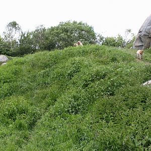 Givskud Zoo - Barbary macaque exhibit
