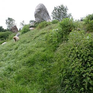 Givskud Zoo - Barbary macaque exhibit