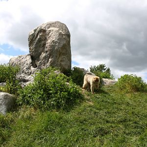 Givskud Zoo - Barbary macaque exhibit