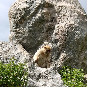 Givskud Zoo - Barbary macaque exhibit
