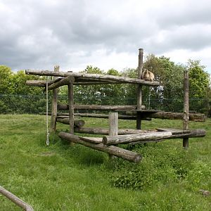 Givskud Zoo - Barbary macaque exhibit