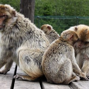 Givskud Zoo - Barbary macaques