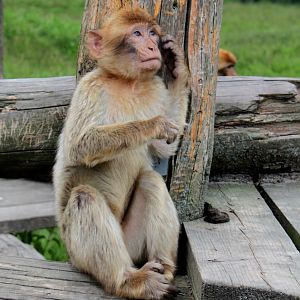 Givskud Zoo - Barbary macaque