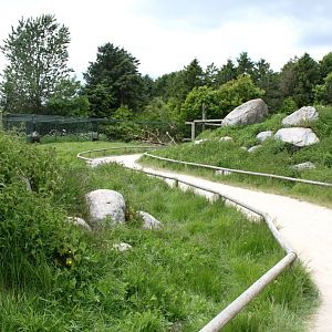 Givskud Zoo - Barbary macaque exhibit