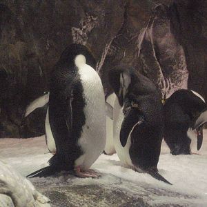 National Museum of Marine Biology and Aquarium