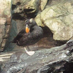 National Museum of Marine Biology and Aquarium