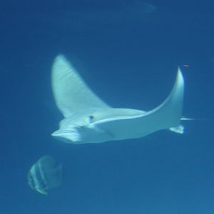 National Museum of Marine Biology and Aquarium