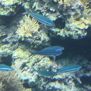 National Museum of Marine Biology and Aquarium