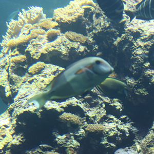 National Museum of Marine Biology and Aquarium