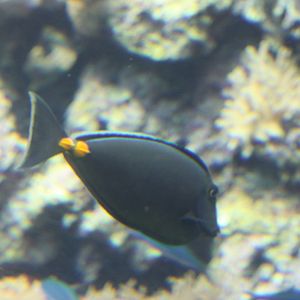 National Museum of Marine Biology and Aquarium