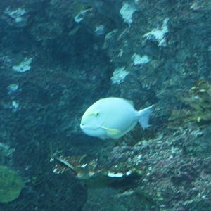 National Museum of Marine Biology and Aquarium