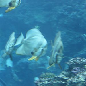 National Museum of Marine Biology and Aquarium