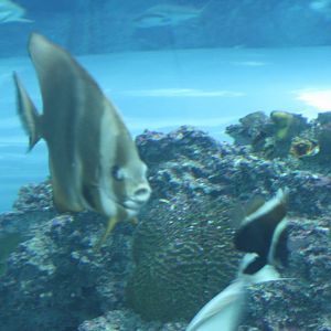 National Museum of Marine Biology and Aquarium