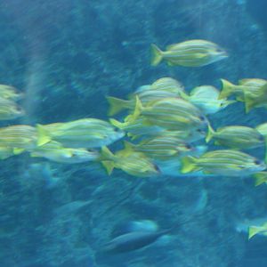 National Museum of Marine Biology and Aquarium