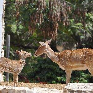Spotted deer/ Axis axis