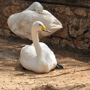 Whooper swan/ Cygnus cygnus