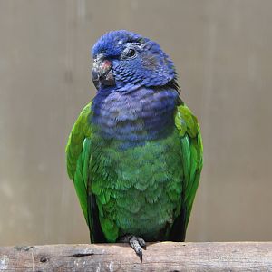 Blue-headed parrot/ Pionus menstruus
