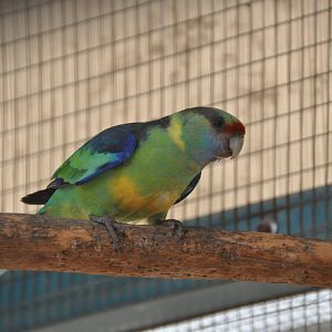 Mallee ringneck parrot/ Barnardius barnardi barnardi