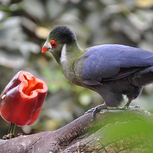 White-cheeked turaco/ Tauraco leucotis