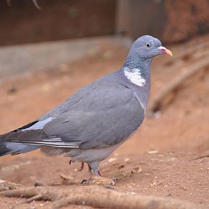 Wood pigeon/ Columba palumbus